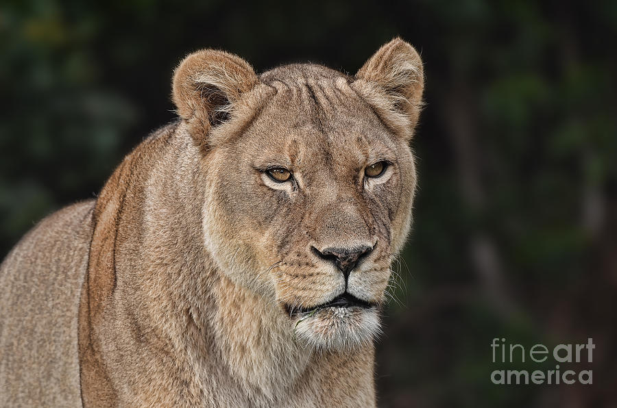 Lion Photograph - Portrait of a Lioness II by Jim Fitzpatrick