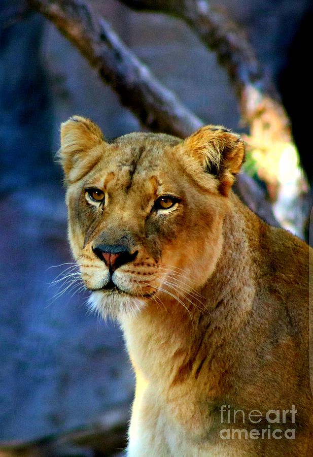 Portrait of a lioness  Photograph by LaDonna McCray