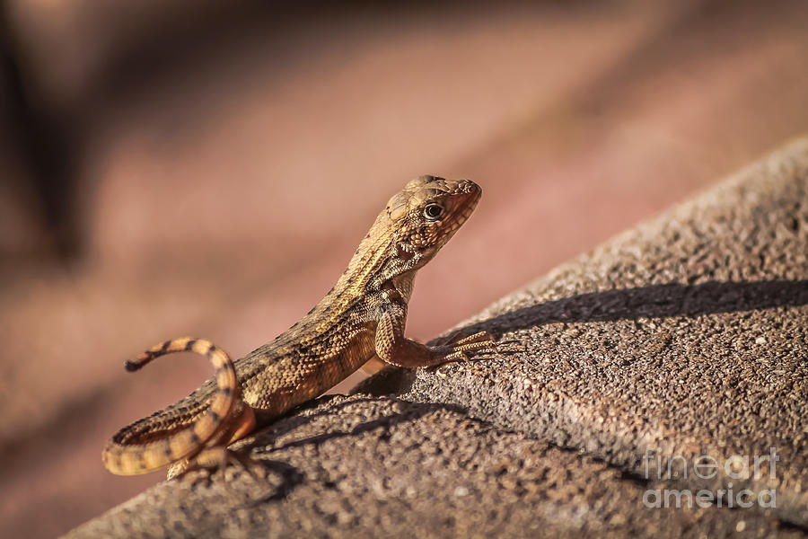 Portrait of a lizard Photograph by Claudia M Photography