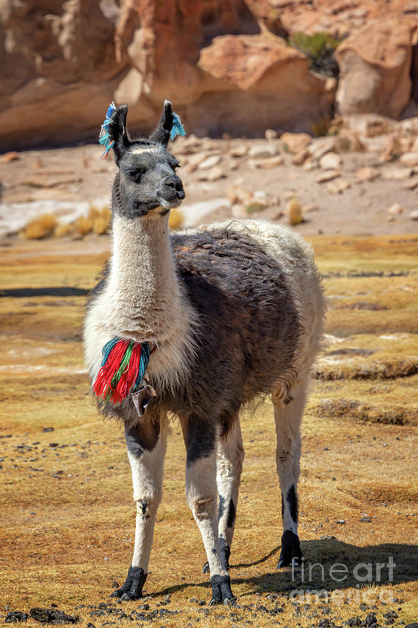 Portrait of a llama Photograph by Delphimages Photo Creations