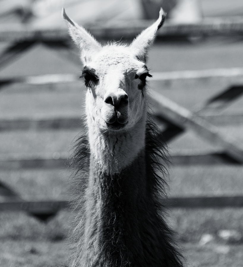 Portrait of a llama Monochrome Photograph by Jeff Townsend