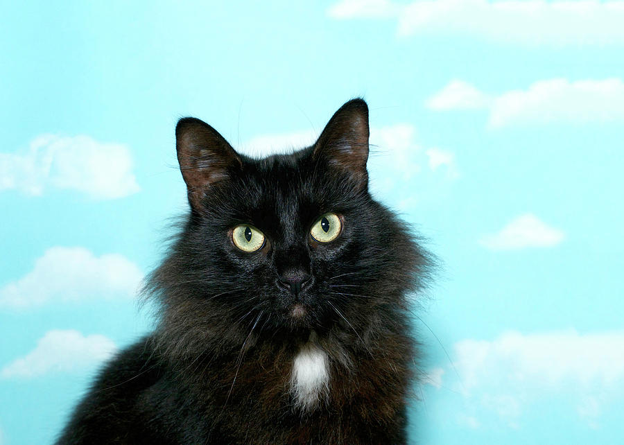 Portrait of a long hair tuxedo cat Photograph by Sheila Fitzgerald - Fine  Art America