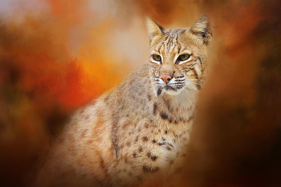 Portrait of a Lynx Photograph by Lynn Bauer