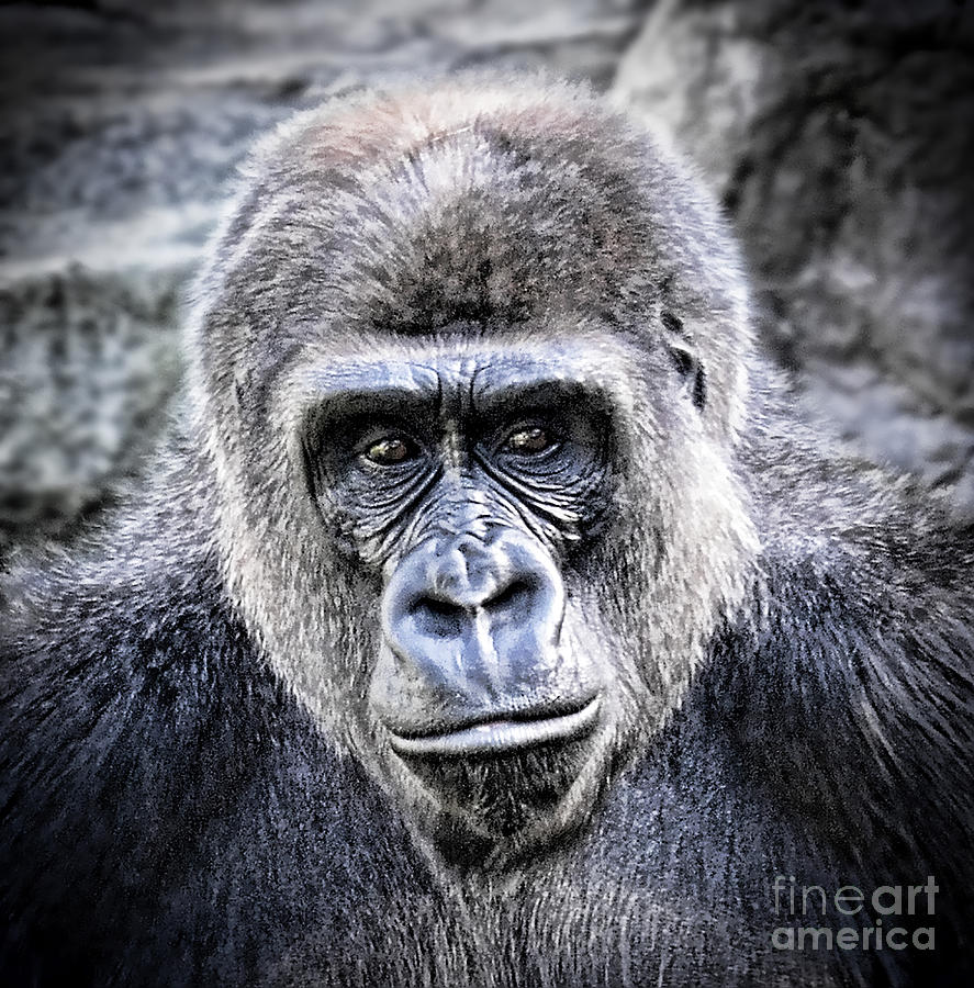 Portrait of a Male Ape Photograph by Jim Fitzpatrick