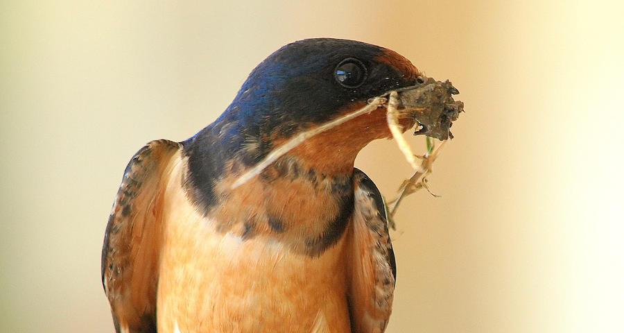 Portrait Of A Male Barn Swallow Photograph By Kala King