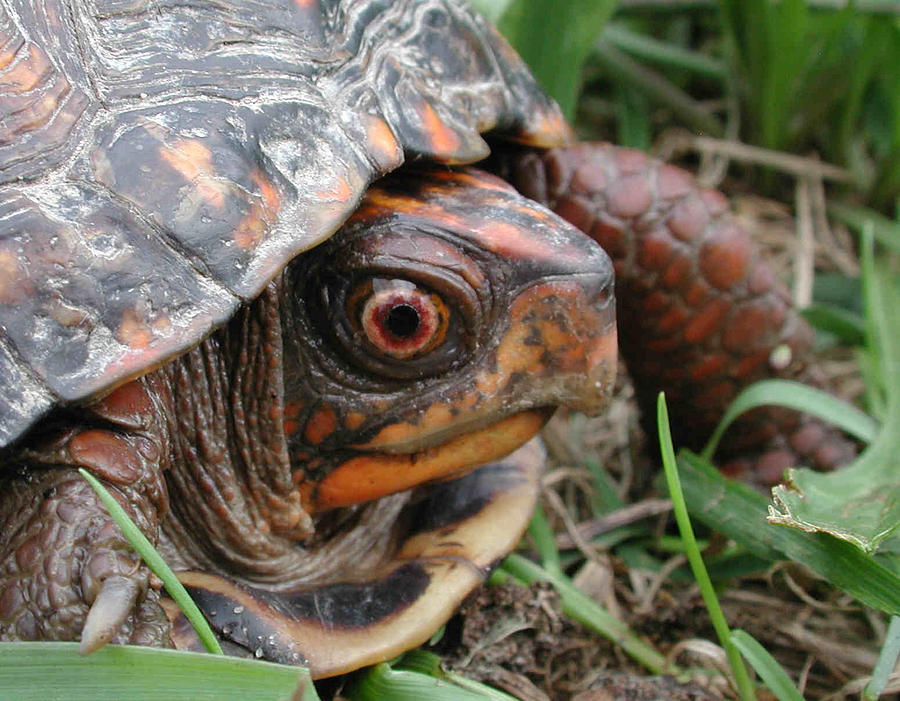 Portrait of a Male Box Turtle Photograph by Matt Cormons - Fine Art America