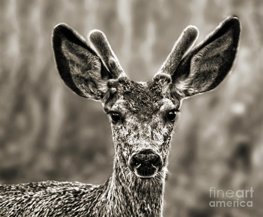 Portrait of a Male Deer II Digital Art by Jim Fitzpatrick