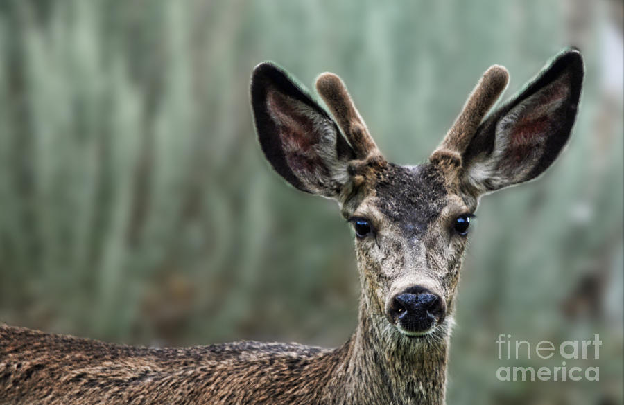 Portrait of a Male Deer Photograph by Jim Fitzpatrick