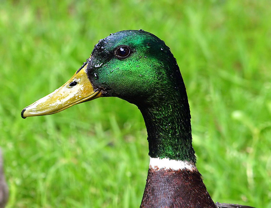 Portrait Of A Male Mallard Photograph by Kala King - Fine Art America