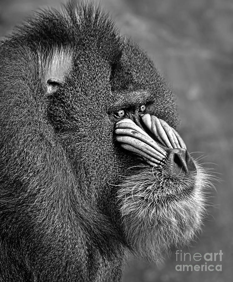 Portrait of a Mandrill black and white version Photograph by Jim Fitzpatrick
