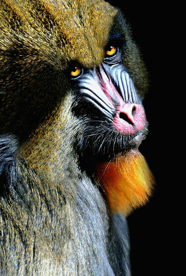 Portrait of a Mandrill Photograph by Diana Angstadt