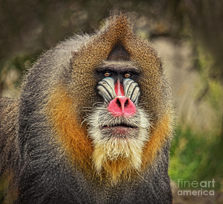 Portrait of a Mandrill II Photograph by Jim Fitzpatrick