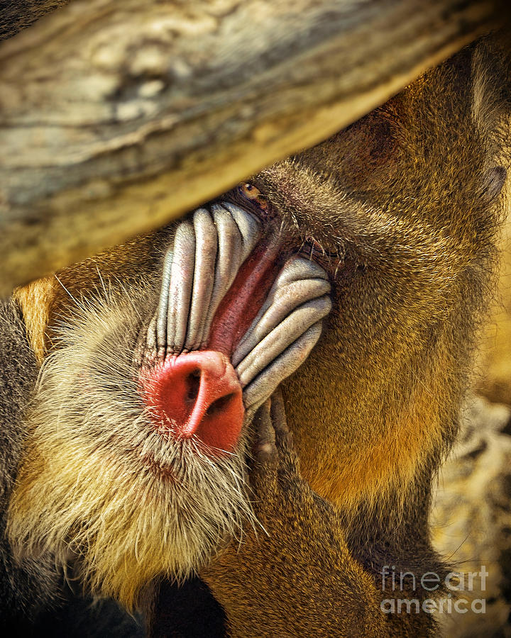 Portrait of a Mandrill Peeking From Behind a Tree altered version Photograph by Jim Fitzpatrick