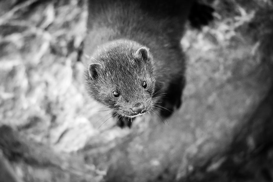 Portrait of a Mink Photograph by Wild Fotos