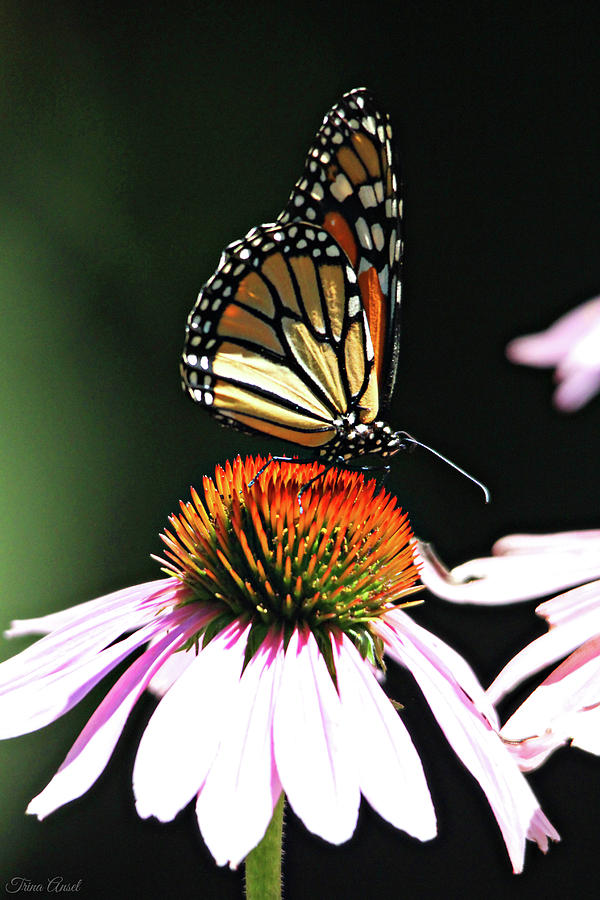 Portrait of a Monarch Photograph by Trina Ansel