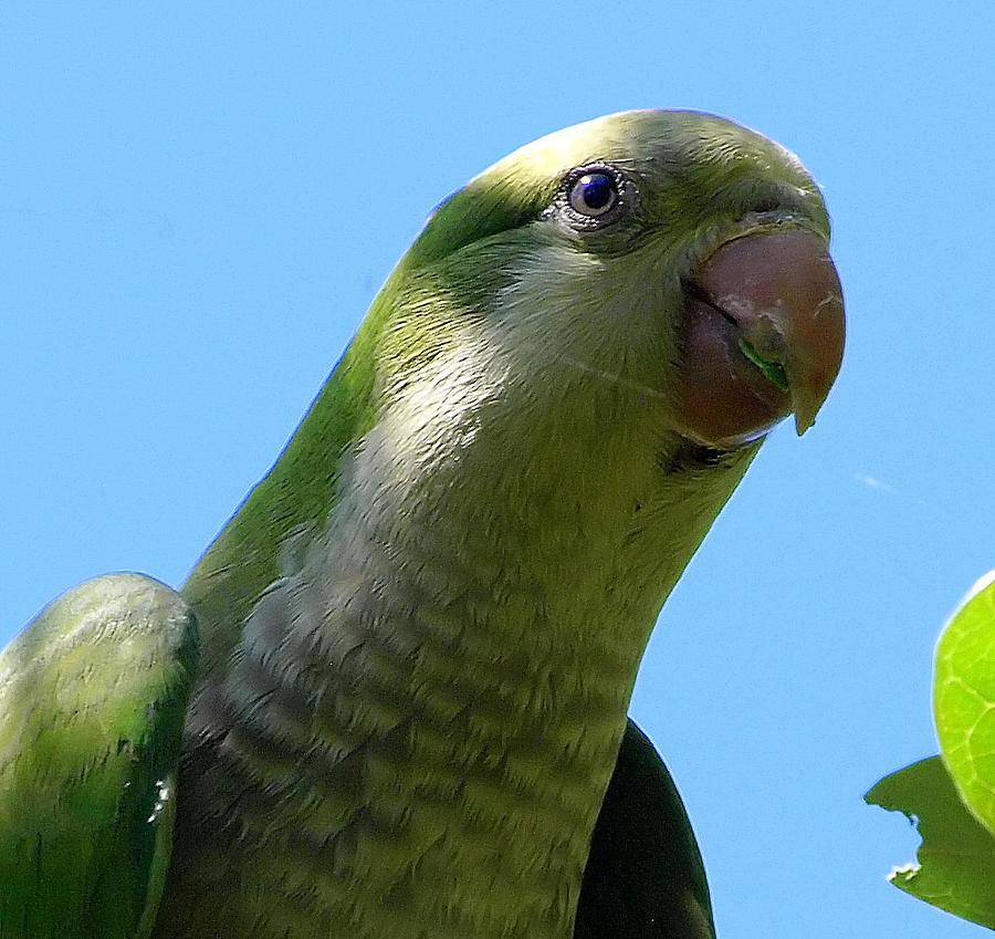 Parrot Photograph - Portrait Of A Monk Parakeet by Kala King