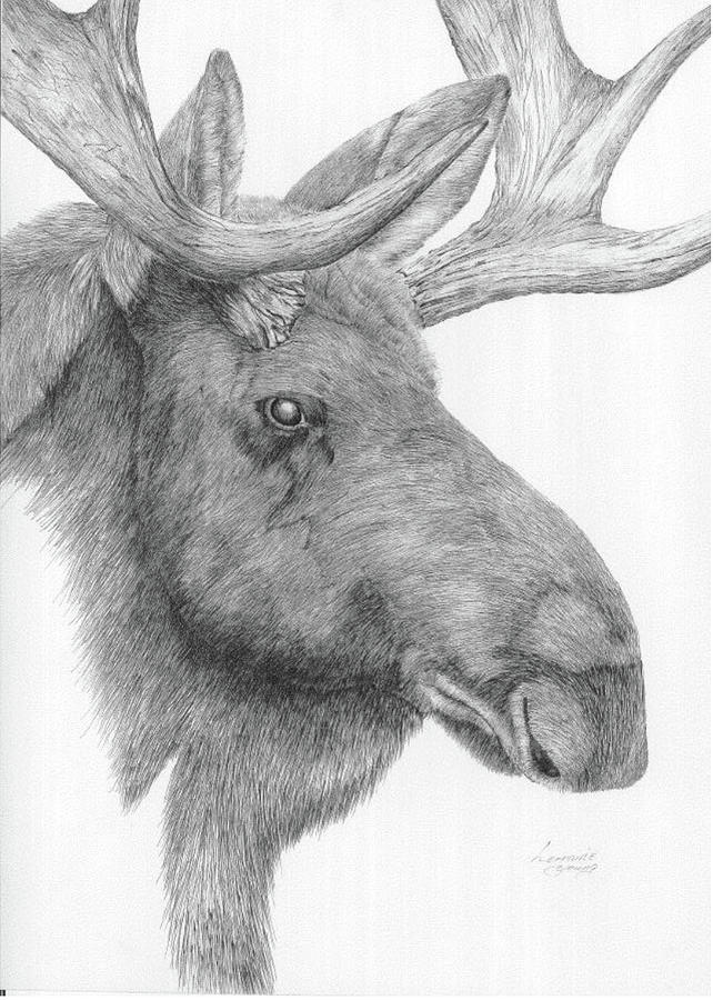 Portrait Of A Moose Drawing by Lorraine Young