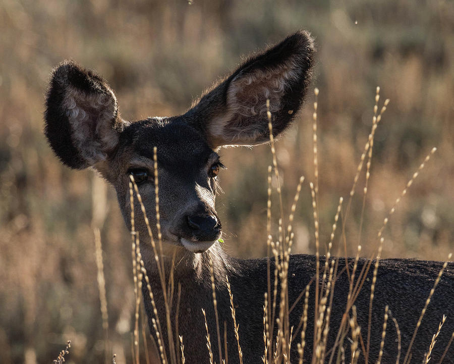 Portrait of a Mule Deer Photograph by Jody Partin