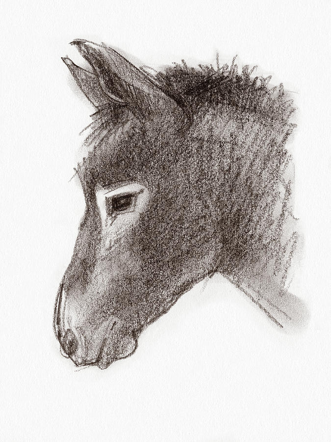 Portrait of a Mule Drawing by Judith Kunzle