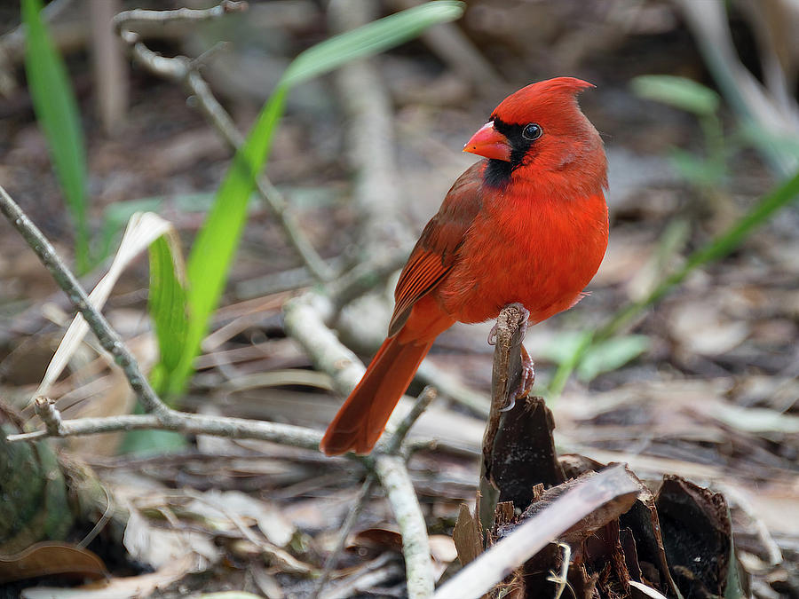 Portrait of a Northern Cardinal  Photograph by Jill Nightingale