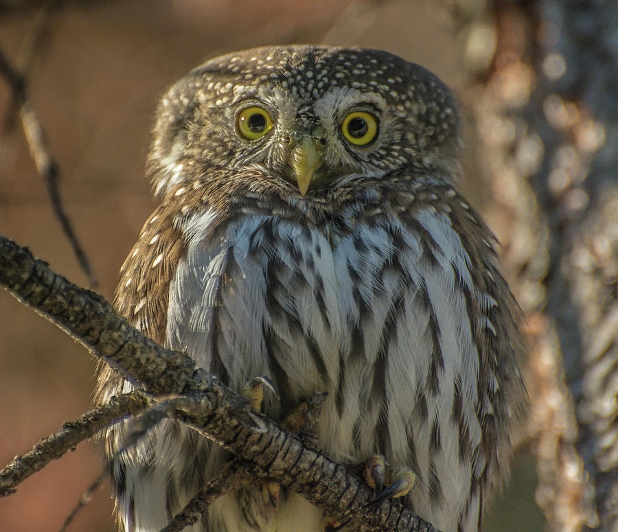 Portrait Of A Northern Pygmy Owl Photograph