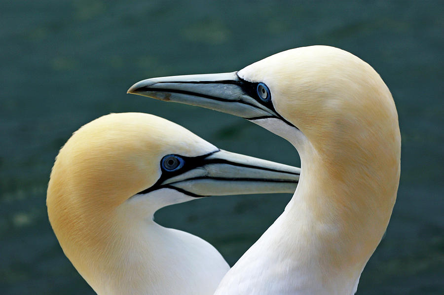 Portrait of a pair of Northern Gannets Photograph by Sami Sarkis
