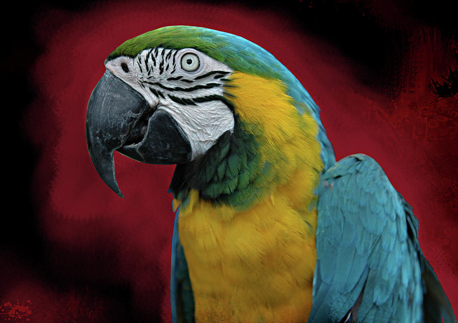 Portrait of a Parrot Photograph by Jeff Burgess