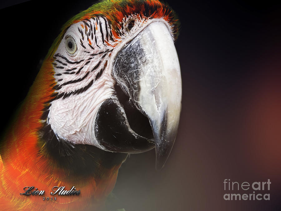 Portrait Of A Parrot Photograph by Melissa Messick