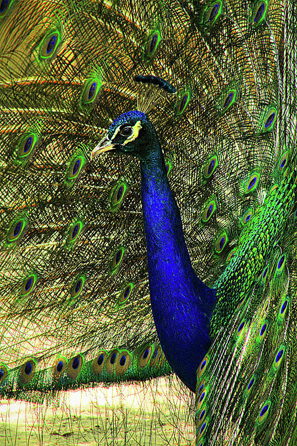 Portrait of a Peacock Photograph by Jessica Brawley