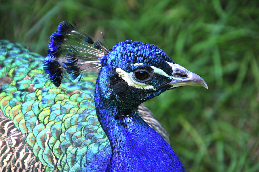 Portrait of a Peacock Photograph by Mike Martin
