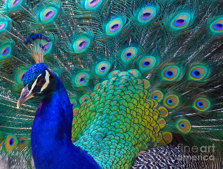Peacock Photograph - Portrait of a Peacock by Roger Becker