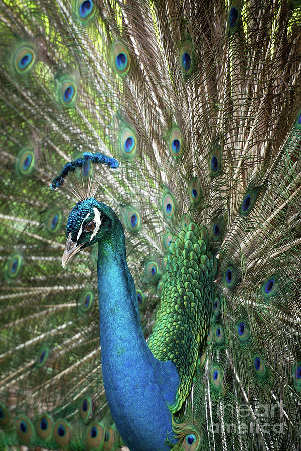 Portrait of a Peacock Photograph by Sabrina L Ryan