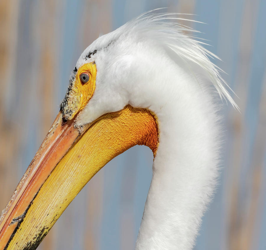 Portrait of a Pelican 2018 Photograph by Thomas Young