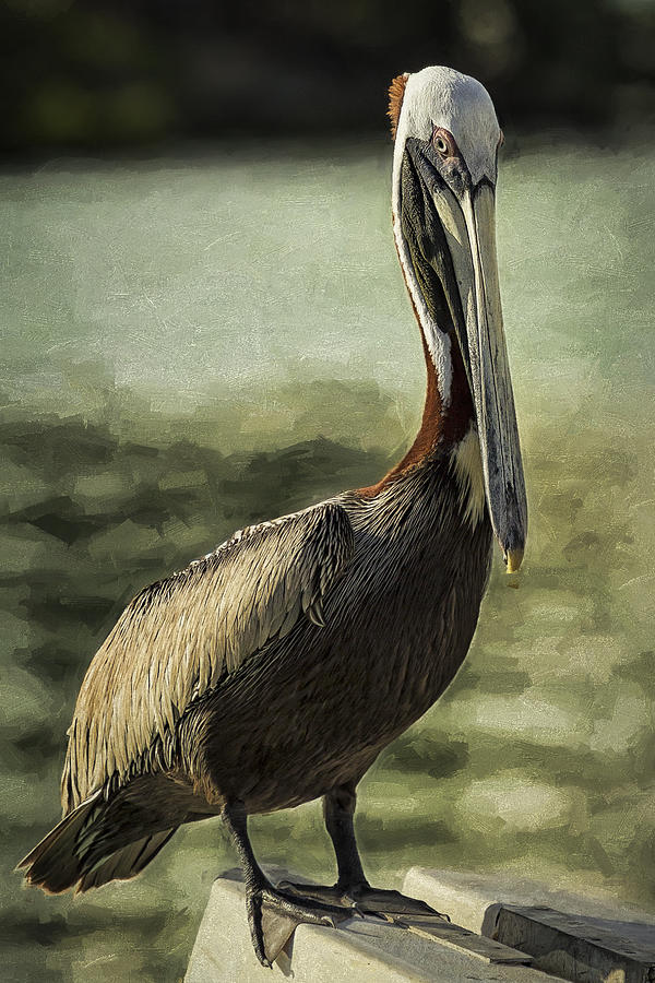 Portrait of a Pelican Photograph by Belinda Greb