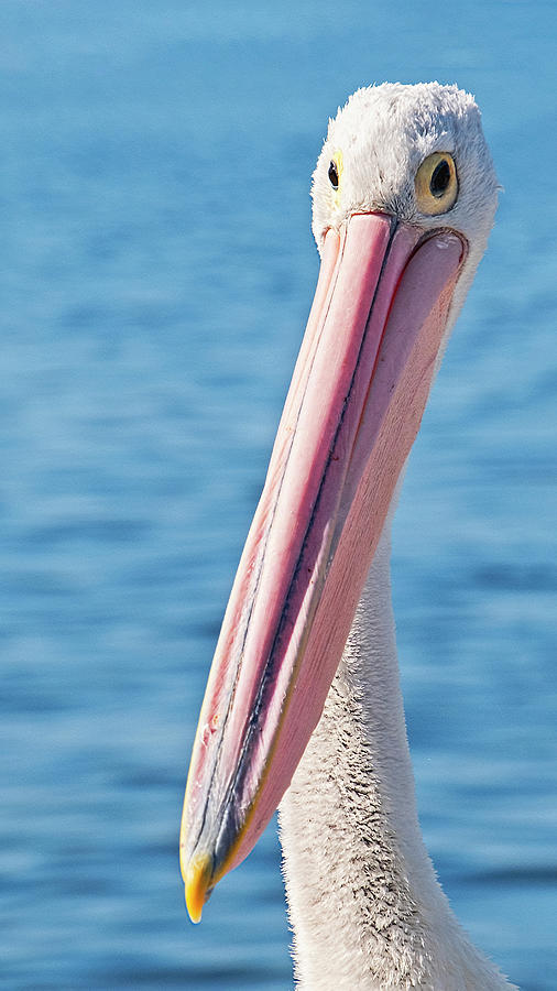 Portrait of a Pelican Photograph by Catherine Reading