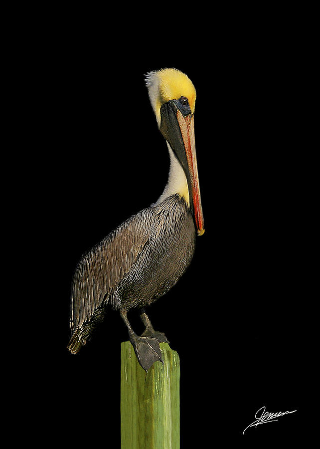 Portrait of a Pelican II Photograph by Phil Jensen