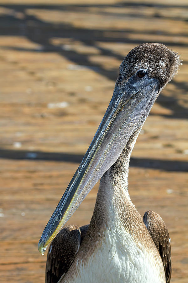 Portrait of a Pelican on the Pier Photograph by David Gn