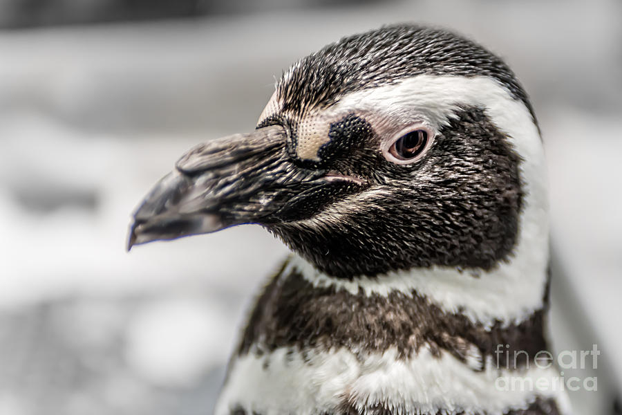 Portrait of a Penguin Photograph by Tamyra Ayles