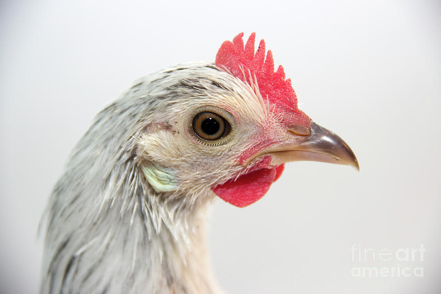Portrait of a Phoenix Chicken Photograph by Jeannette Hunt