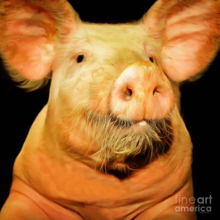 Portrait of a Pig 20170921 square v2 Photograph by Wingsdomain Art and Photography