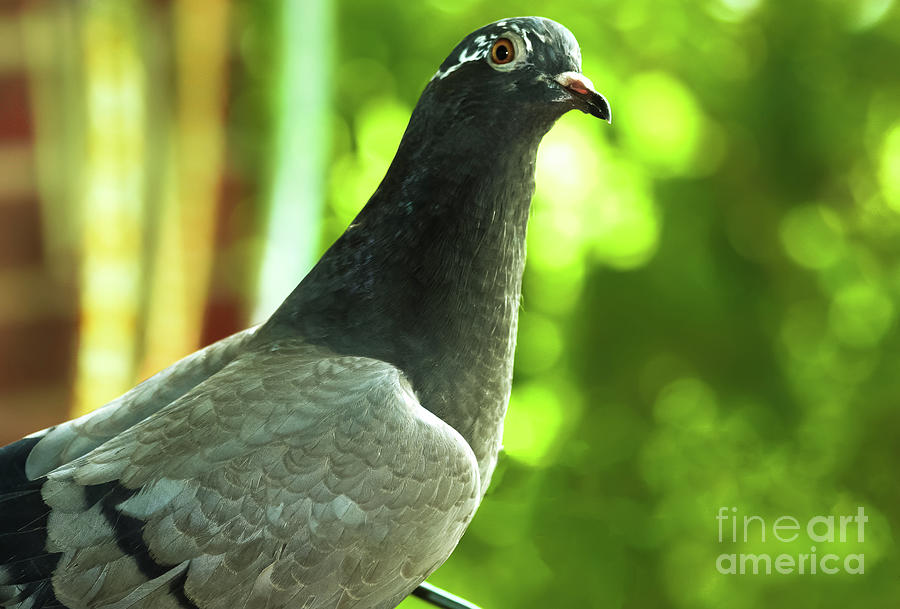 Portrait of a Pigeon Photograph by Amy Sorvillo
