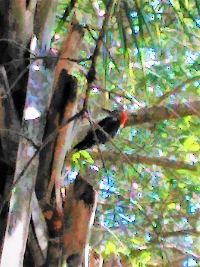 Portrait of a Pileated Woodpecker by Andrew Blitman Portrait of a Pileated Woodpecker by Andrew Blitman