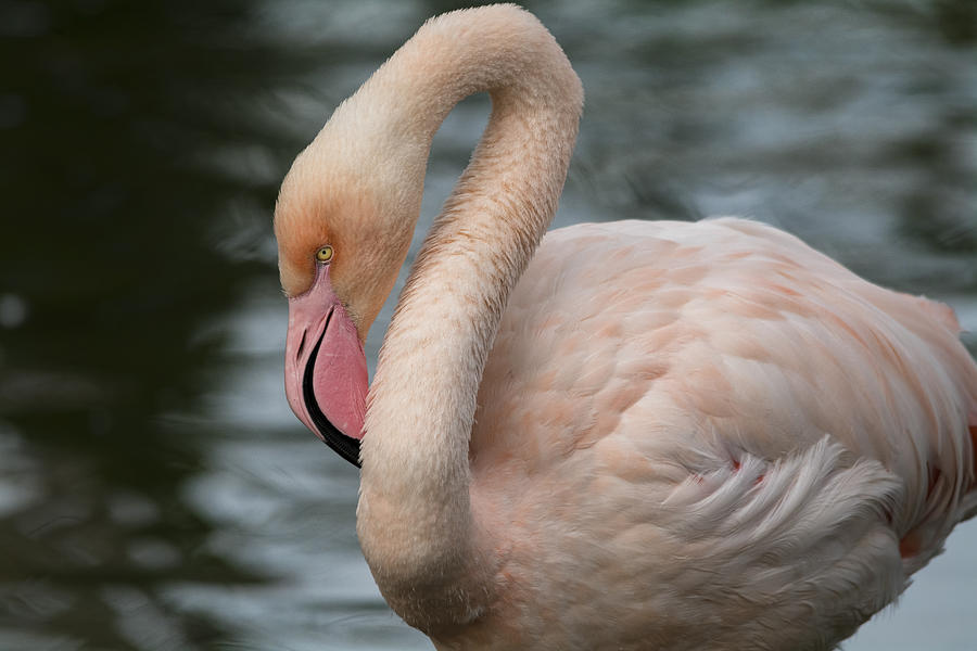 Portrait of a Pink Flamingo  Photograph by Saija Lehtonen