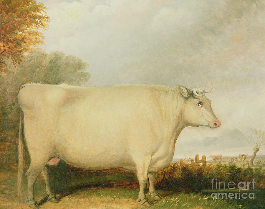 Cow Painting - Portrait of a prize cow by John Vine