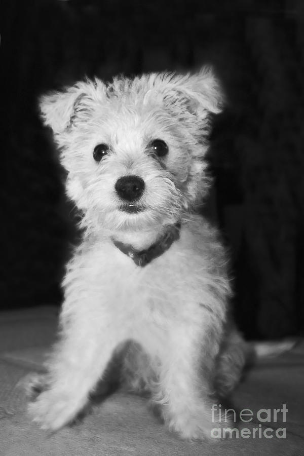 Portrait of a Puppy in Black and White Photograph by Terri Waters