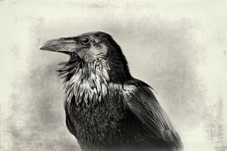 Portrait of a Raven Photograph by Norma Warden