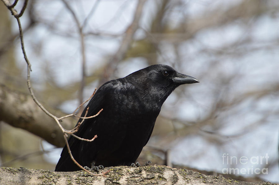 Portrait Of A Raven Photograph by Sheila Lee - Fine Art America