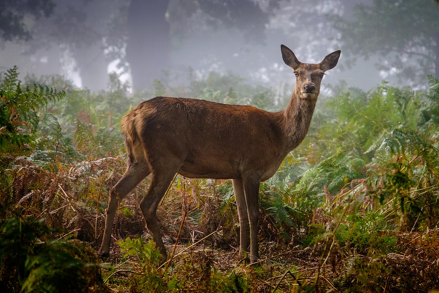 Fall Photograph - Portrait of a Red Deer Hind by Martin Griffett