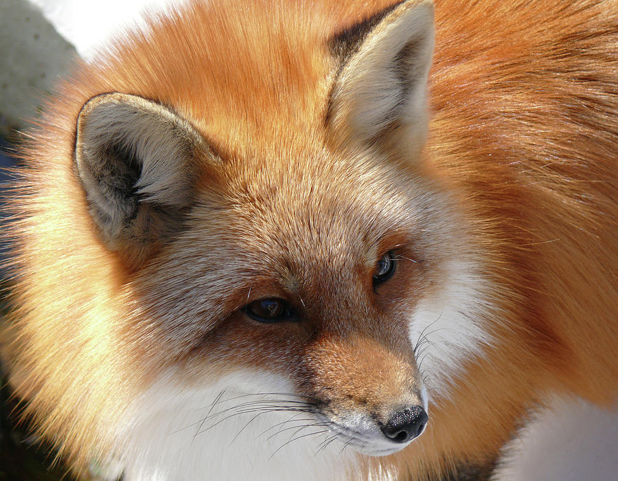 Portrait Of A Red Fox Photograph