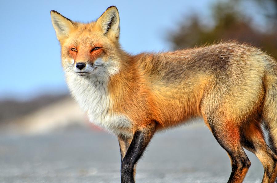 Portrait of a Red Fox Photograph by Bob Cuthbert - Fine Art America